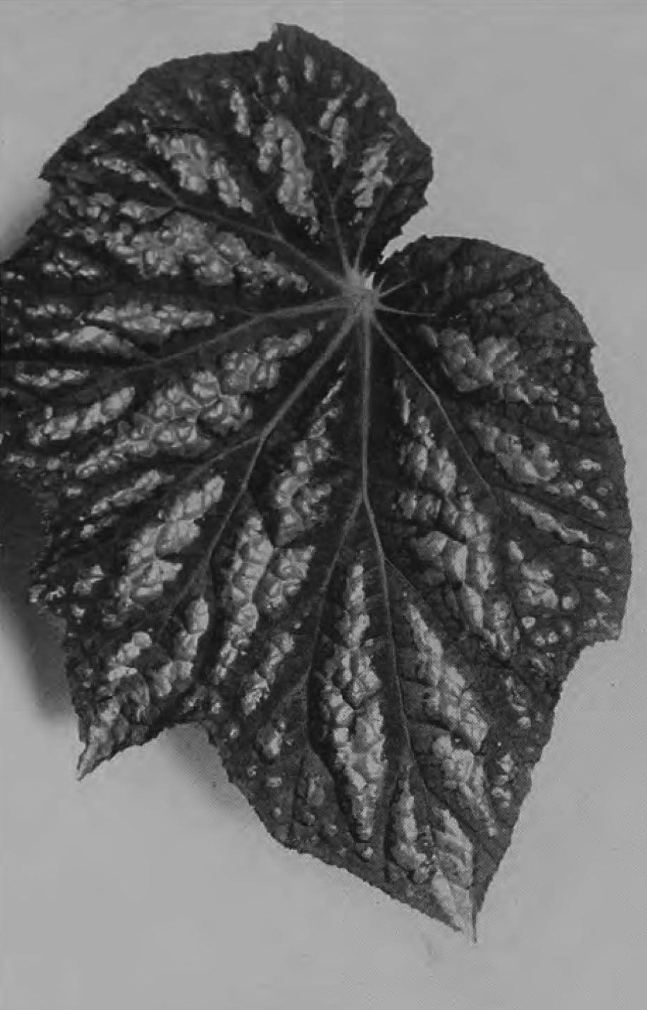 B. ‘Dudley’